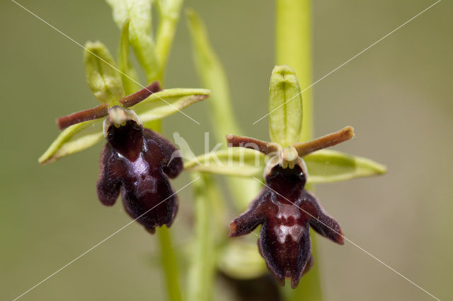 Early Spider Orchid (Ophrys sphegodes)