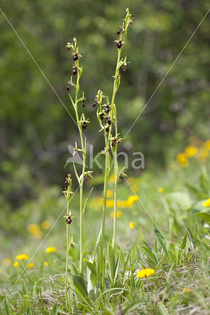 Spinnenorchis (Ophrys sphegodes)