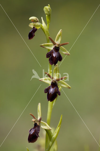 Early Spider Orchid (Ophrys sphegodes)