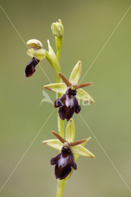 Spinnenorchis (Ophrys sphegodes)