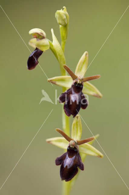 Spinnenorchis (Ophrys sphegodes)