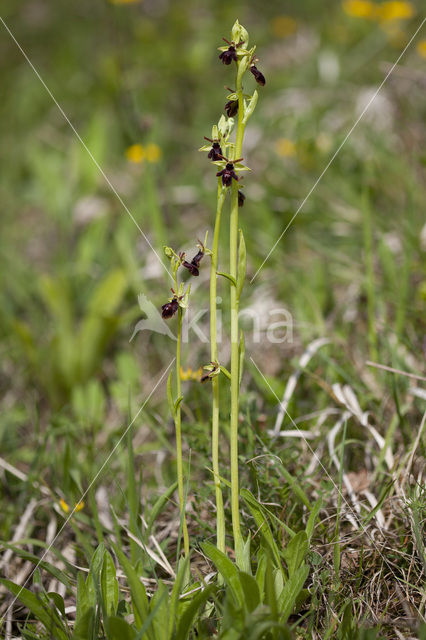 Early Spider Orchid (Ophrys sphegodes)