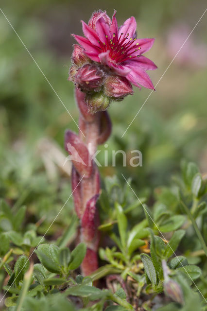 Spinnenweb huislook (Sempervivum arachnoideum)