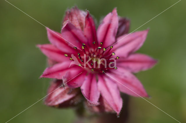 Spinnenweb huislook (Sempervivum arachnoideum)