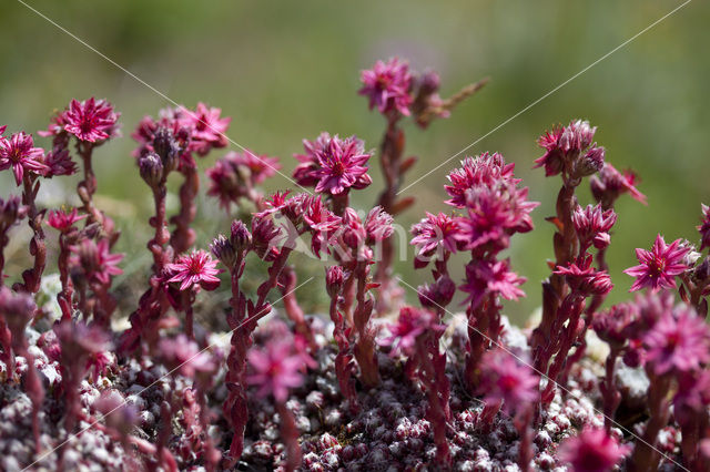 Cobweb houseleek (Sempervivum arachnoideum)