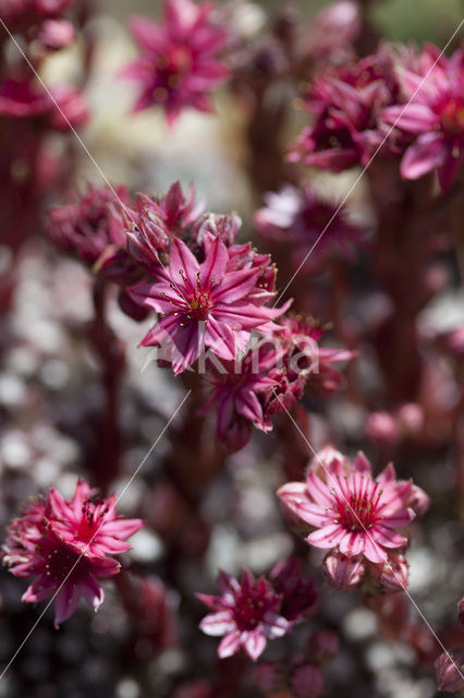 Cobweb houseleek (Sempervivum arachnoideum)