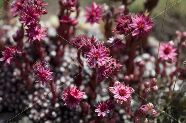 Spinnenweb huislook (Sempervivum arachnoideum)