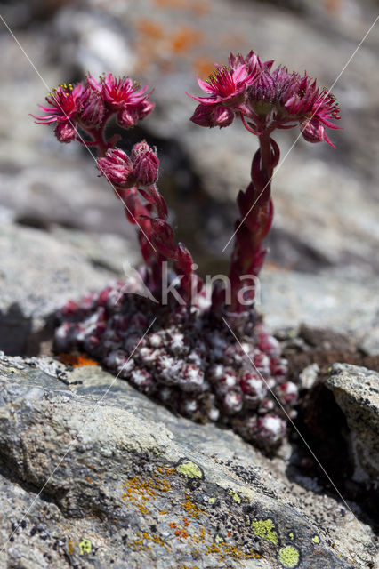 Spinnenweb huislook (Sempervivum arachnoideum)