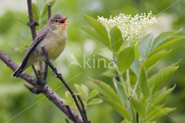 Icterine Warbler (Hippolais icterina)
