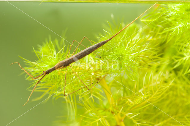 Waterstick insect