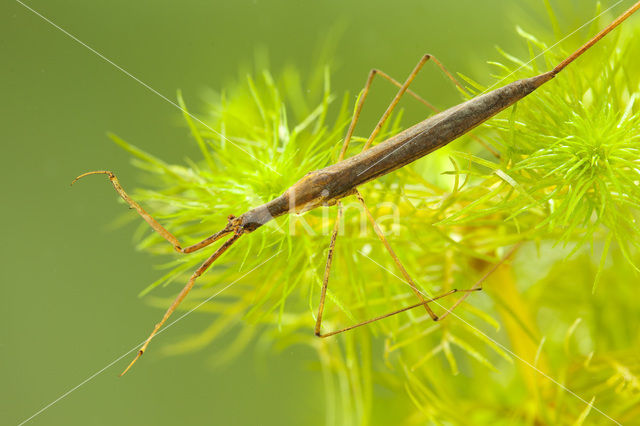 Waterstick insect