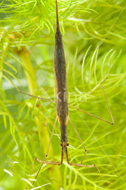 Waterstick insect
