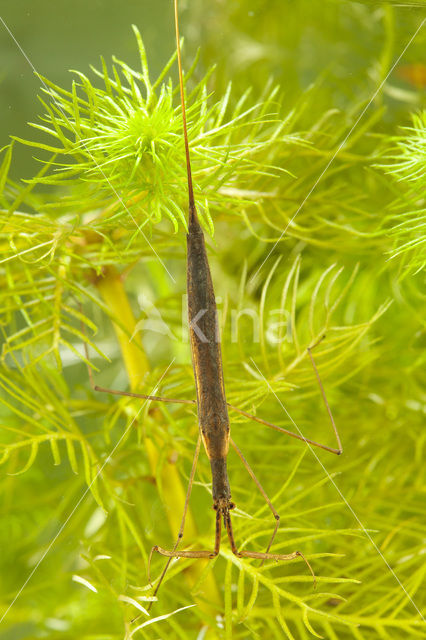 Waterstick insect