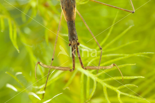 Staafwants (Ranatra linearis)