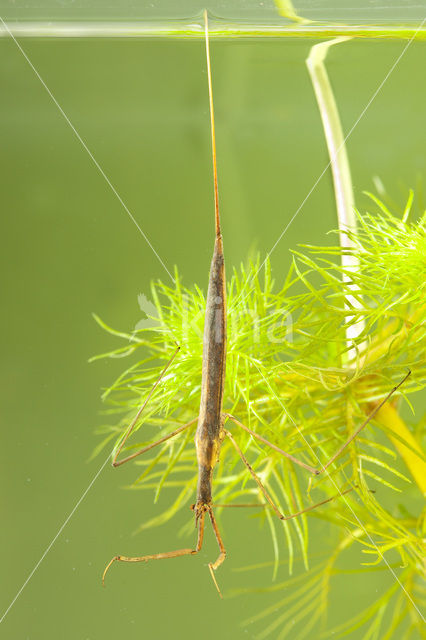 Staafwants (Ranatra linearis)