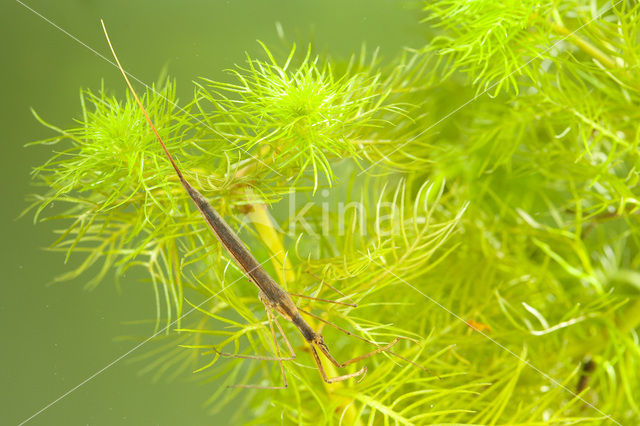 Waterstick insect