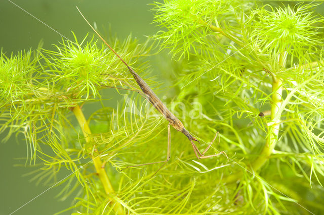 Waterstick insect