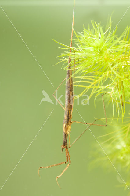 Staafwants (Ranatra linearis)