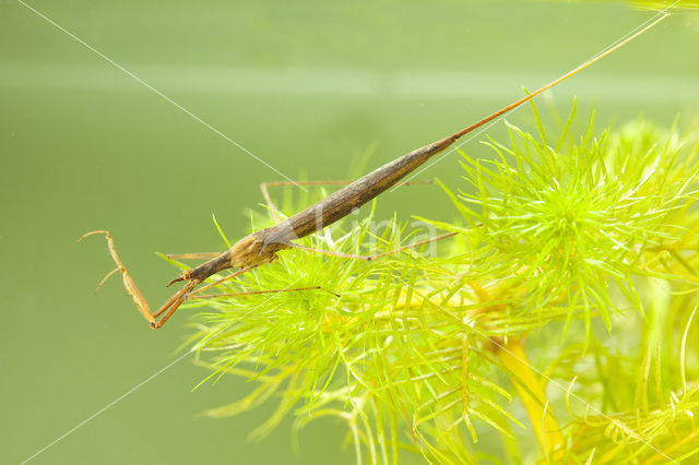 Waterstick insect