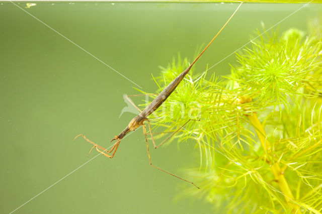 Waterstick insect