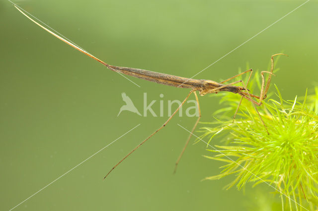 Waterstick insect