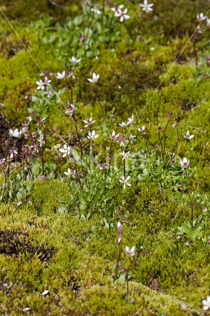 starry saxifrage (Saxifraga stellaris)