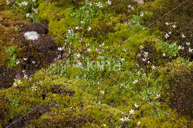 starry saxifrage (Saxifraga stellaris)