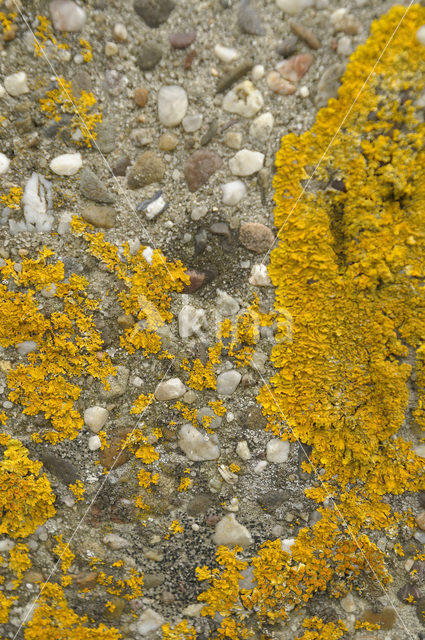 Common orange lichen (Xanthoria parietina)