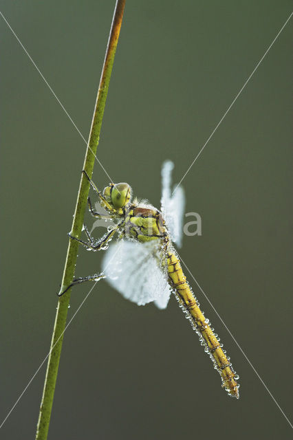 Steenrode heidelibel (Sympetrum vulgatum)