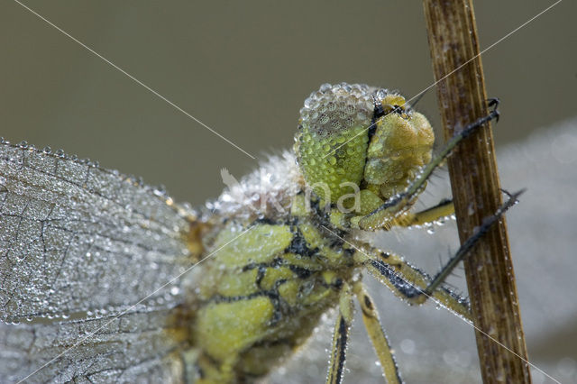 Steenrode heidelibel (Sympetrum vulgatum)