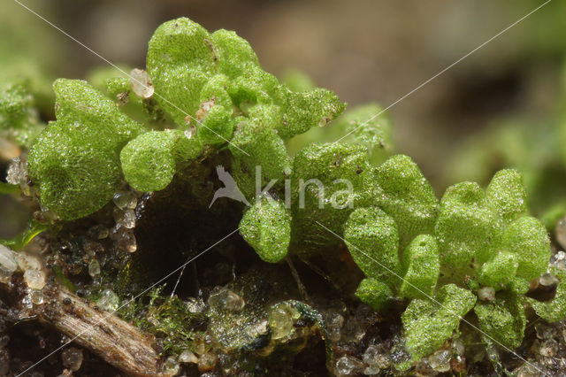 Stekelblaasjesmos (Sphaerocarpos texanus)