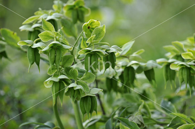 Stinking Hellebore (Helleborus foetidus)