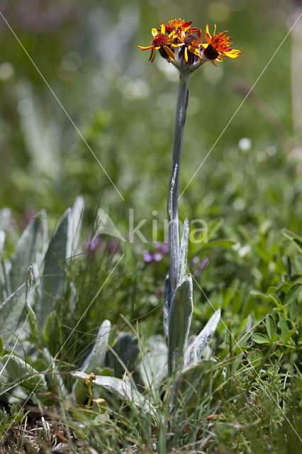 Tephroseris integrifolia