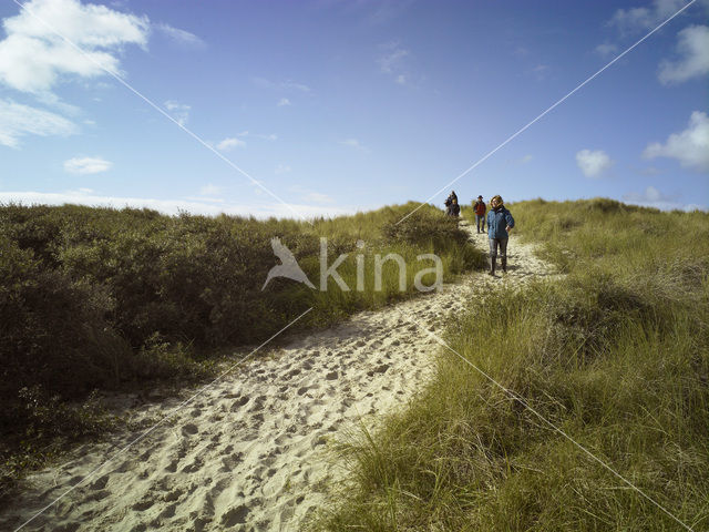 Texel