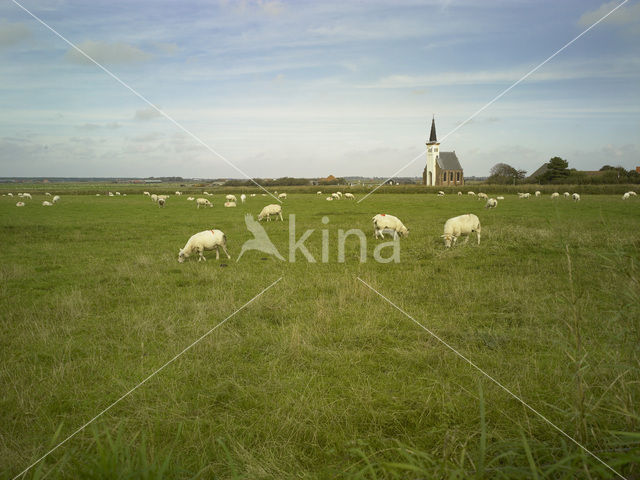 Texelaar schaap (Ovis aries)