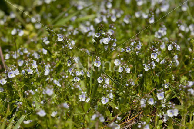 Thijmereprijs (Veronica serpyllifolia)