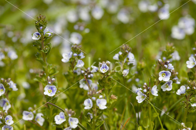 Thijmereprijs (Veronica serpyllifolia)