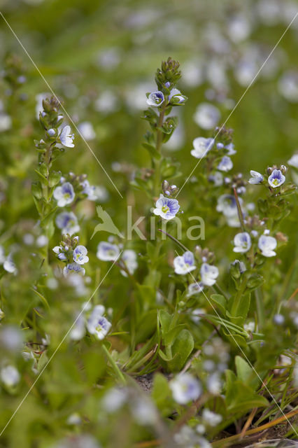 Thijmereprijs (Veronica serpyllifolia)
