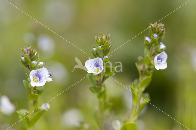 Thyme-leaved Speedwell (Veronica serpyllifolia)