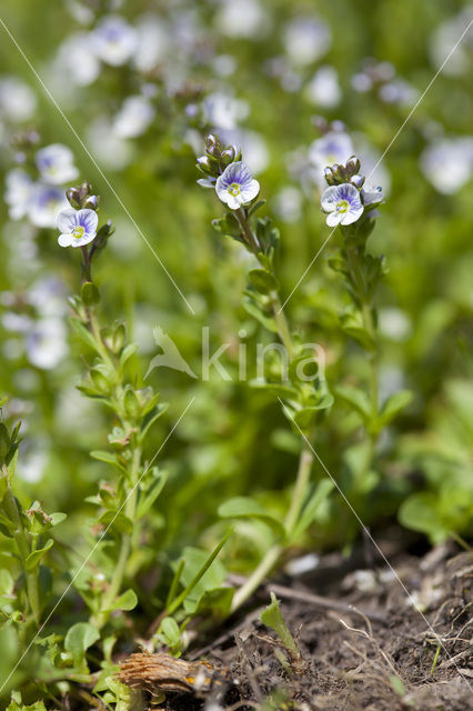 Thyme-leaved Speedwell (Veronica serpyllifolia)