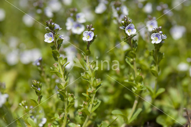 Thyme-leaved Speedwell (Veronica serpyllifolia)