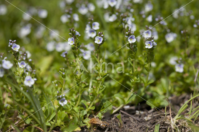 Thijmereprijs (Veronica serpyllifolia)