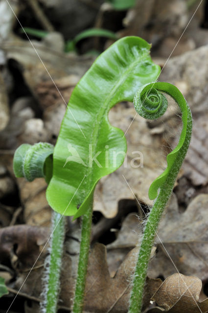 Hartstonque (Asplenium scolopendrium)