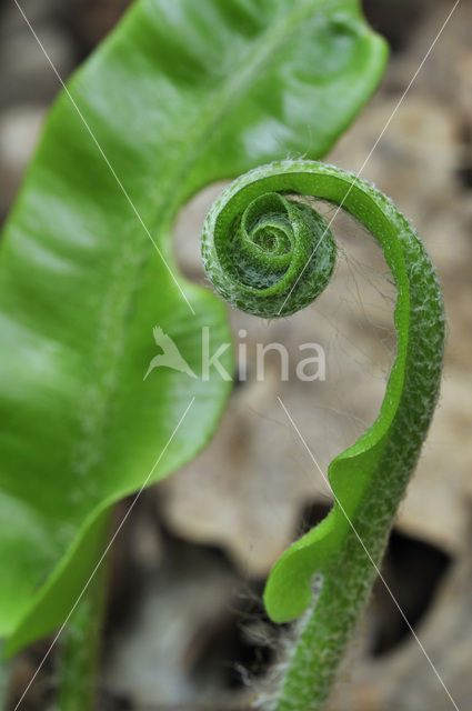 Hartstonque (Asplenium scolopendrium)