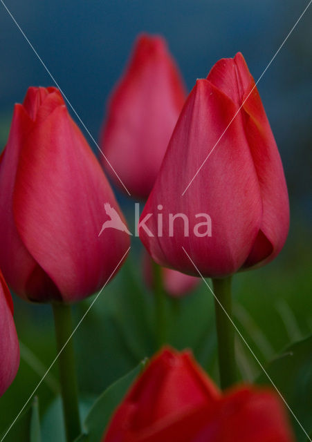 Tulp (Tulipa)