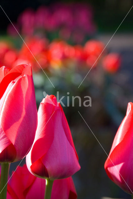 Tulip (Tulipa)