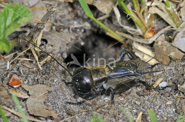 Field-cricket (Gryllus campestris)