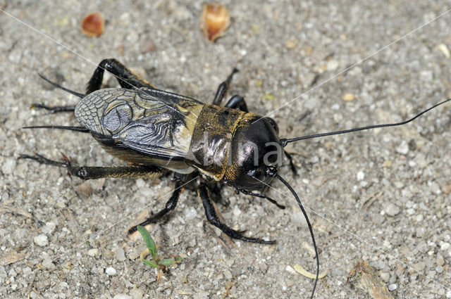 Veldkrekel (Gryllus campestris)