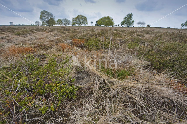 Veldleeuwerik (Alauda arvensis)