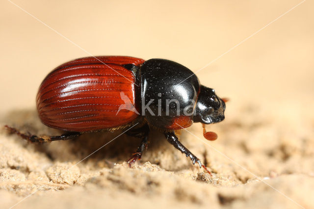 Veldmestkever (Aphodius fimetarius)